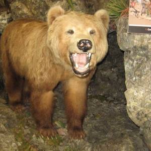 Excursión al Museo de la Fauna Salvaje