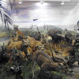 Dia de Museo de la fauna y piraguismo